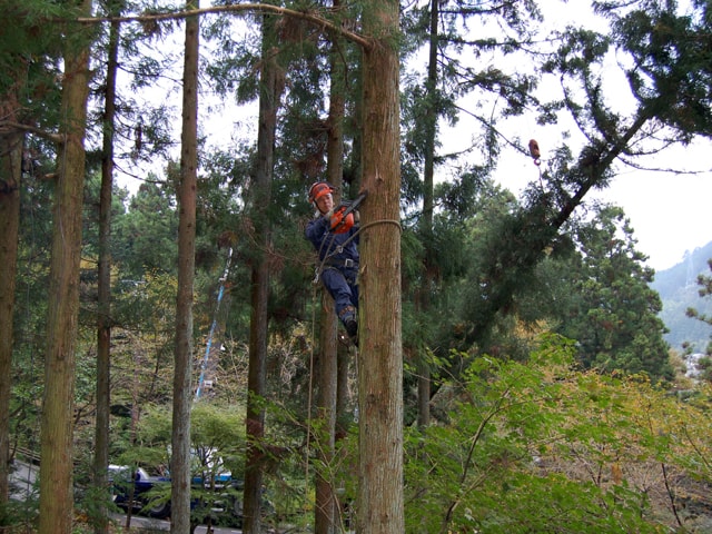 人と樹木の共生を支える、知られざる職人・空師（そらし）