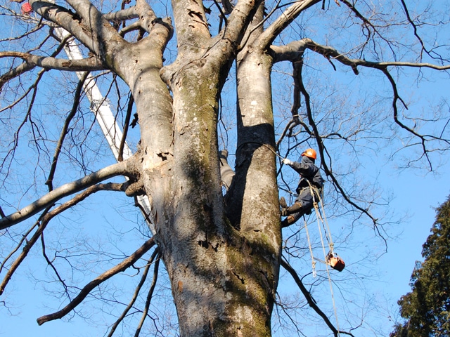 巨木を伐る・空師（そらし）熊倉さん