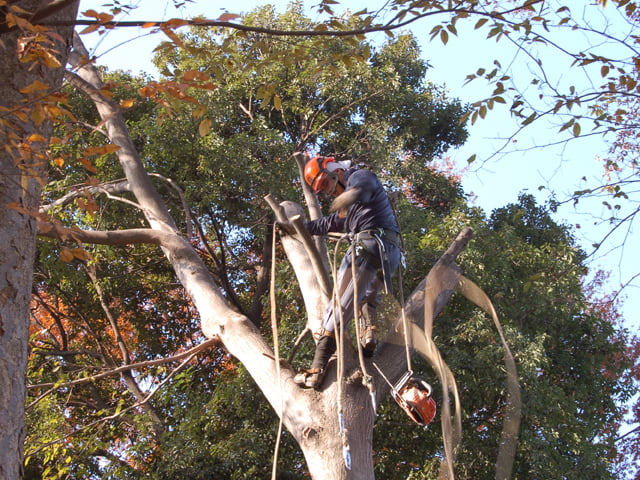 空師、温暖化を熱く語る