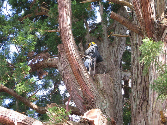空師、千年杉を伐る